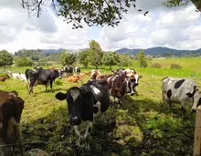 Cultura pecuaria