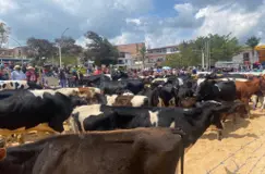 Cultura pecuaria